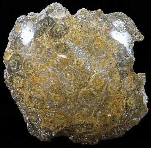 Polished Fossil Coral Head - Morocco #60021